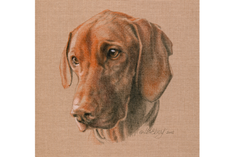 Colored Pencil